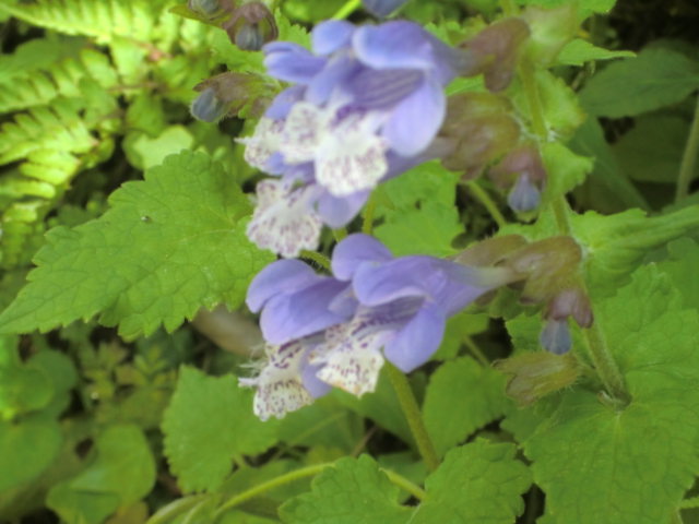 b0044296_233641.jpg