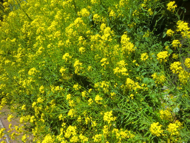 b0044296_2347178.jpg