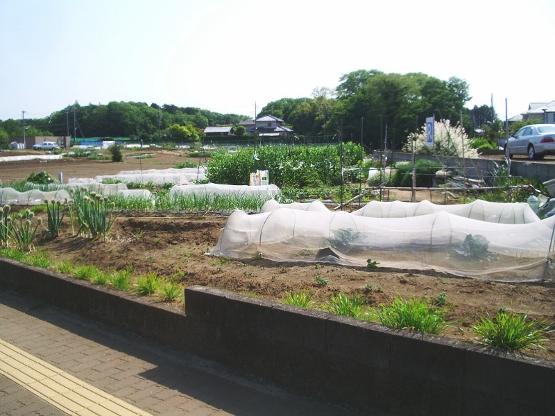 e0025300_1724542.jpg
