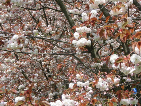 a0203003_1554682.jpg