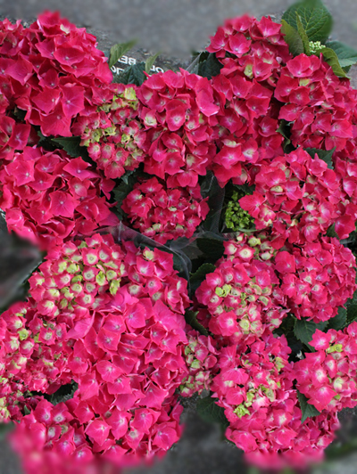 c0175114_1446166.jpg