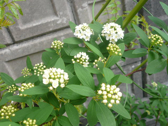 e0026017_1664654.jpg