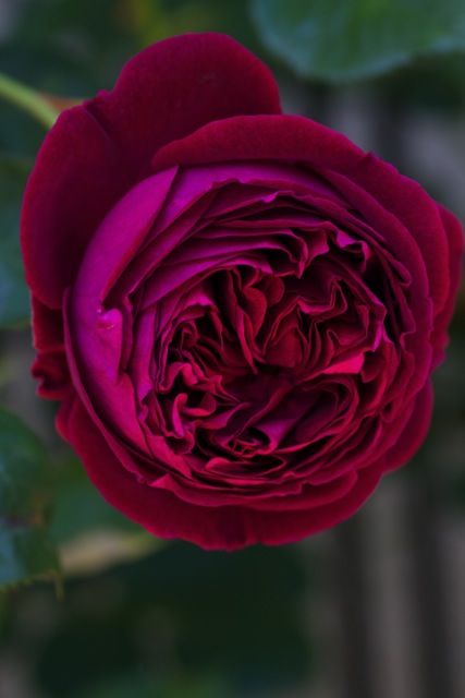 e0021328_1241339.jpg
