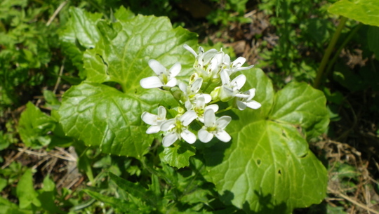 c0042847_13532610.jpg