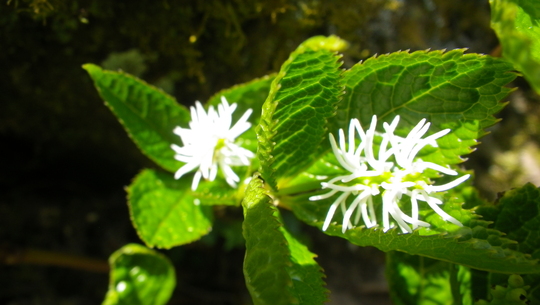 c0042847_13554741.jpg