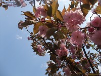c0208355_20363131.jpg