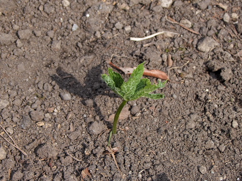 e0088260_9211857.jpg
