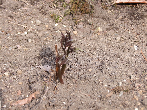e0088260_9215249.jpg