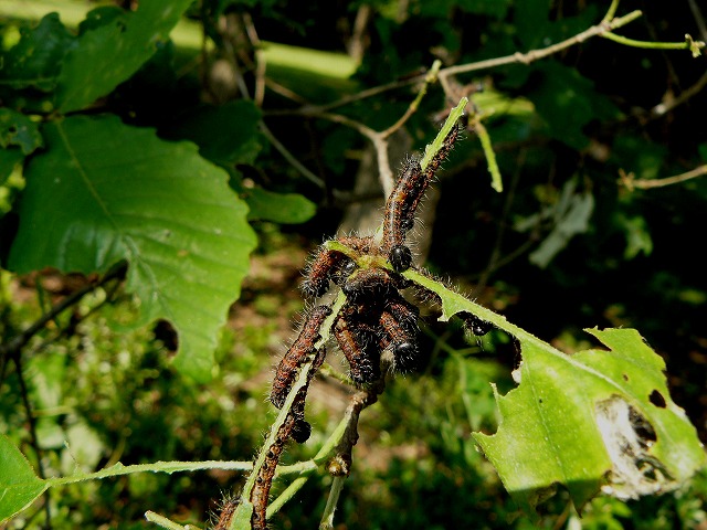 d0019074_17105149.jpg