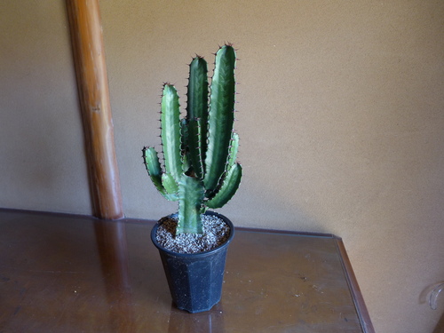 e0308080_2225189.jpg