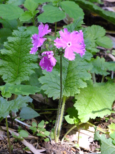 e0145782_2150687.jpg