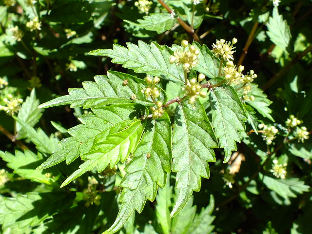 e0145782_21522033.jpg