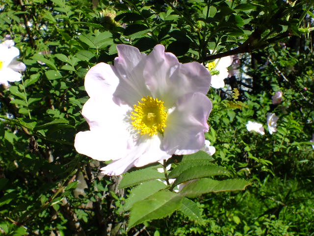 e0145782_21554589.jpg