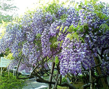 c0014187_2233525.jpg