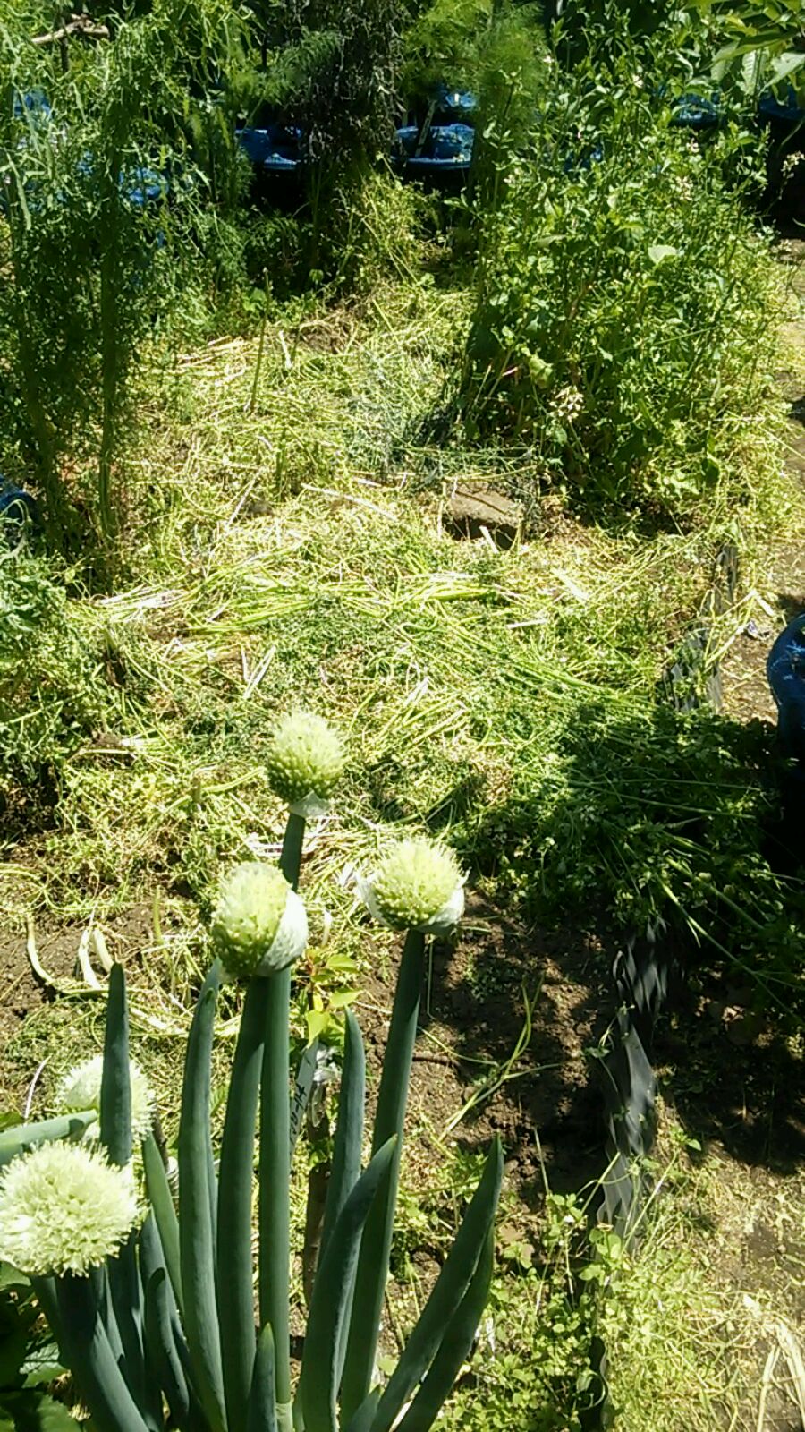 f0085291_207181.jpg
