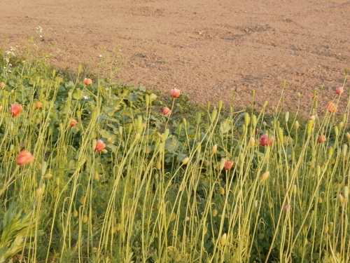 d0000995_931384.jpg
