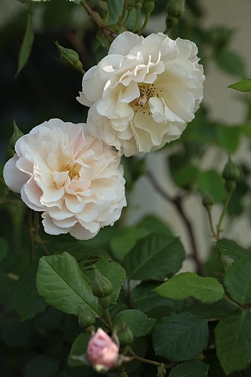e0209997_21251848.jpg