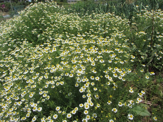 e0033301_1126171.jpg