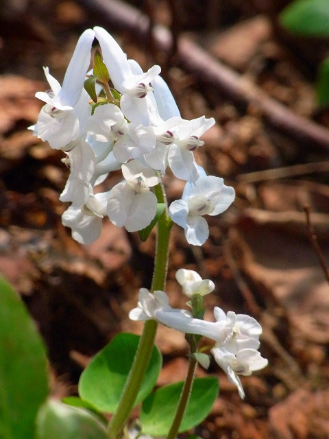 f0157901_1523216.jpg