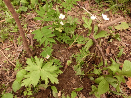 a0203003_20525171.jpg