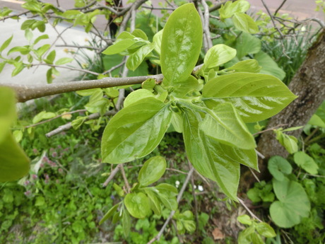 a0203003_20531248.jpg