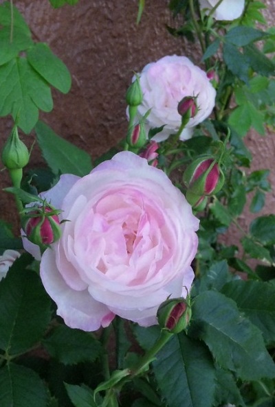 c0147909_7342213.jpg