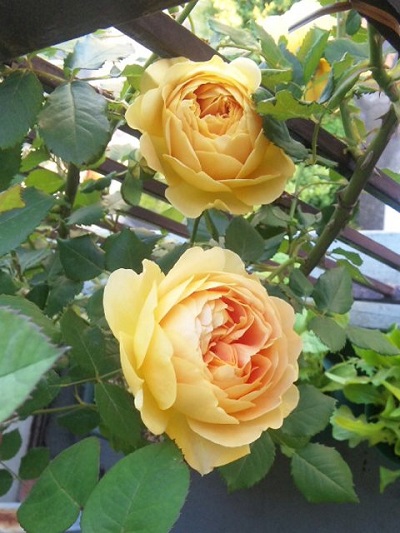 c0147909_734398.jpg