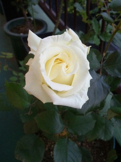 c0147909_735111.jpg