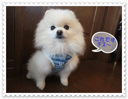b0167519_13394826.gif