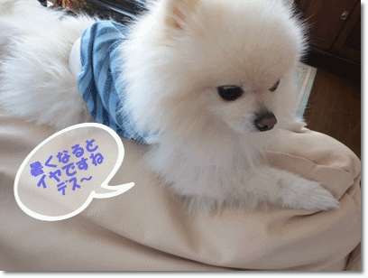 b0167519_13414535.gif