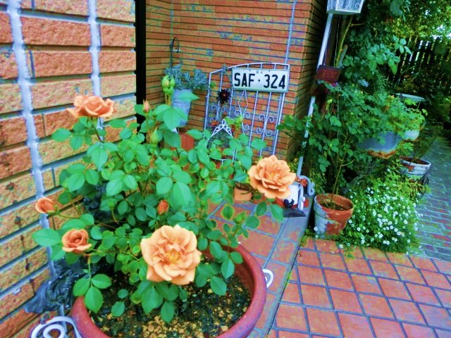 c0204121_12423831.jpg