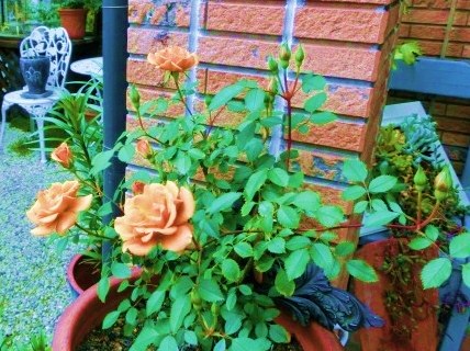 c0204121_1242916.jpg