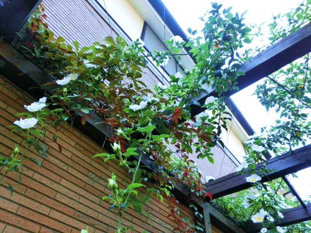 c0204121_831986.jpg