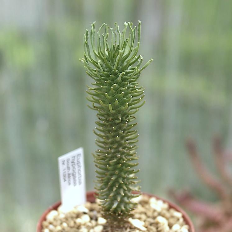 a0149642_2202095.jpg