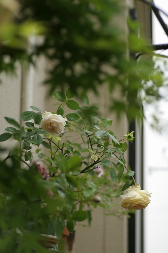 c0186463_1624814.jpg