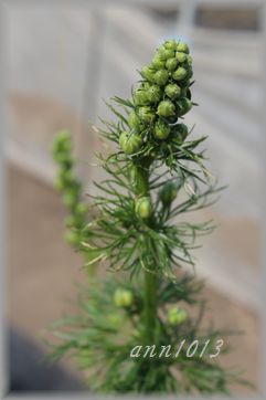 e0232963_20592216.jpg