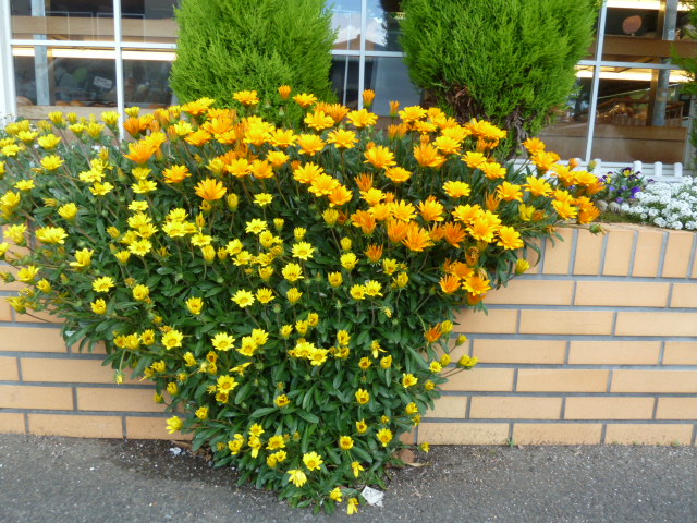 e0278968_232019.jpg