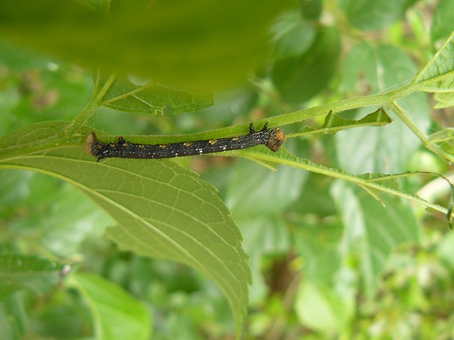 d0019074_18304363.jpg