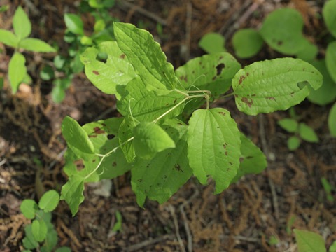 b0194593_21472668.jpg