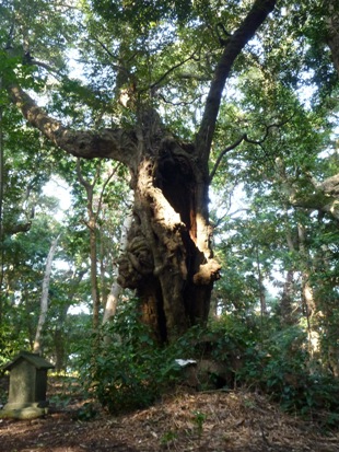 e0077899_8574783.jpg