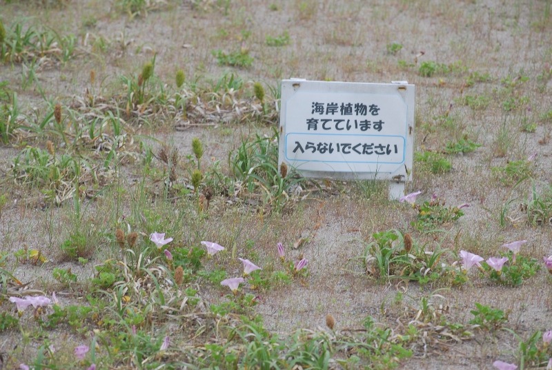 e0025300_16371877.jpg