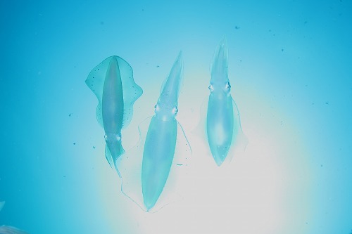 f0206424_8505211.jpg