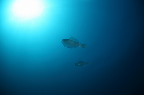 f0206424_8561238.jpg