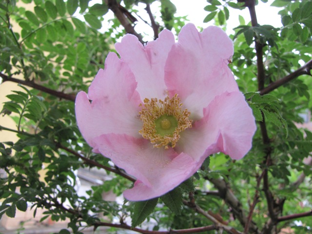 f0041031_14541173.jpg