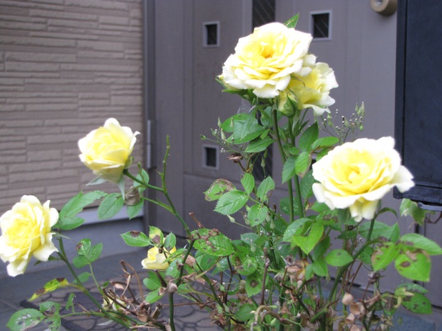 f0041031_1456567.jpg