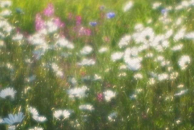 c0125735_1001343.jpg