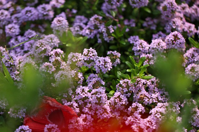 a0242438_18525870.jpg