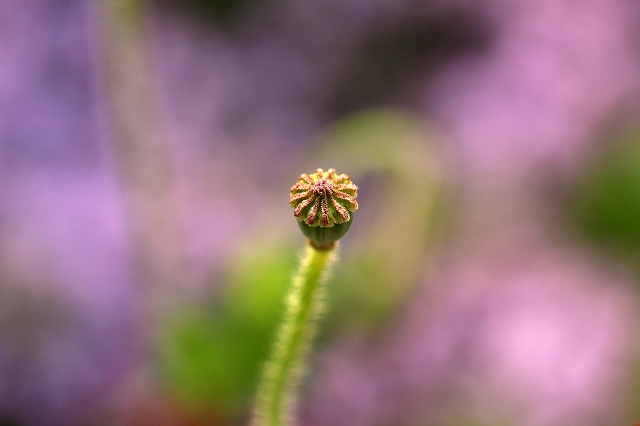a0242438_18533115.jpg