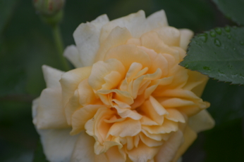 e0184558_934088.jpg