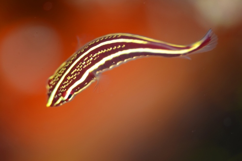 c0181073_2137737.jpg
